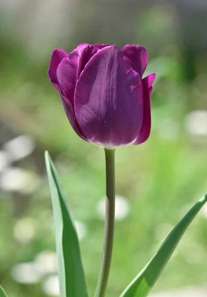Фотографии Различных Цветов Тюльпанов — стоковое фото