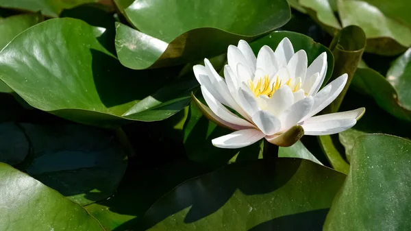 Foto Van Wilde Bloemen Voor Achtergrond — Stockfoto