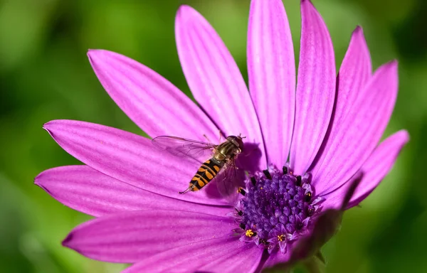 Fleurs Paisibles Environnement Naturel Dans Nature — Photo