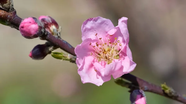 flowering peach tree and peach blossoms photos