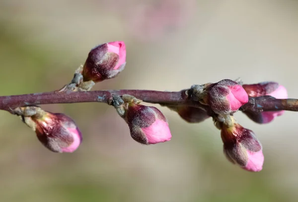 flowering peach tree and peach blossoms photos