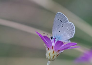 Vahşi hayvanların ve kelebeklerin fotoğrafları