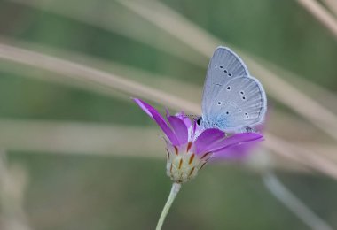 Vahşi hayvanların ve kelebeklerin fotoğrafları