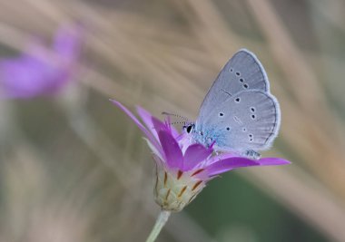 Vahşi hayvanların ve kelebeklerin fotoğrafları