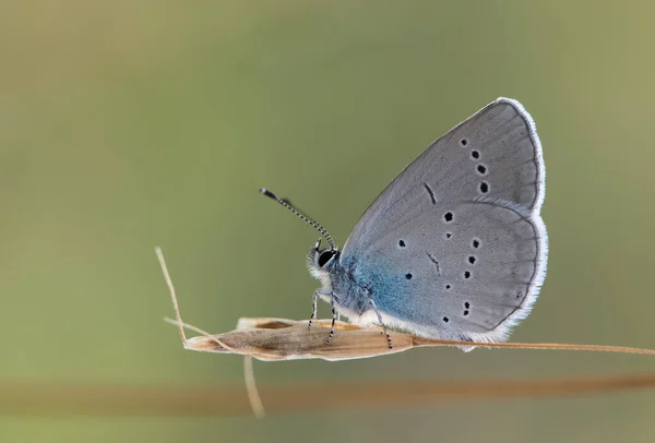 Zdjęcia Dzikich Zwierząt Motyli — Zdjęcie stockowe