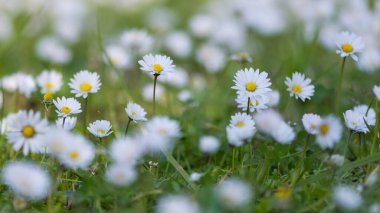 Doğal hayatta beyaz papatya çiçeği