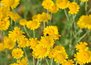 Doğal hayatta beyaz papatya çiçeği