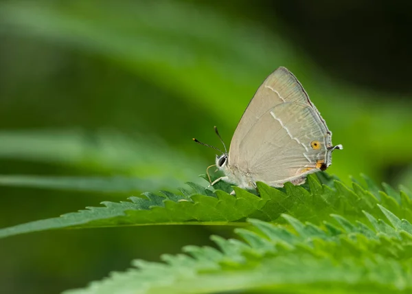 Papillons Sauvages Qui Vivent Dans Les Arbres — Photo