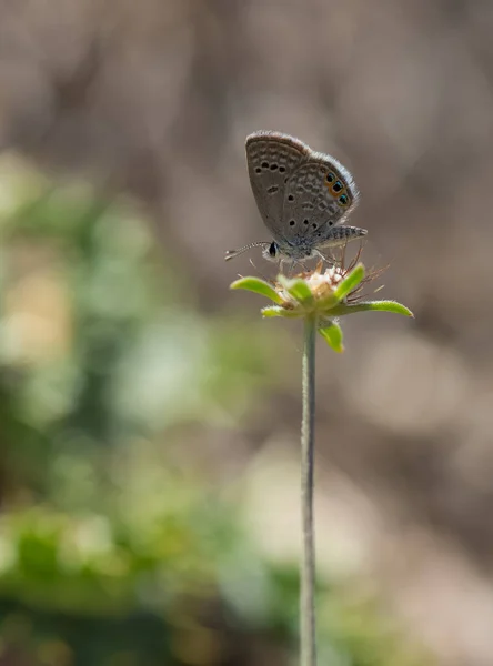 Photos Wildlife Small Butterflies — Stock Photo, Image