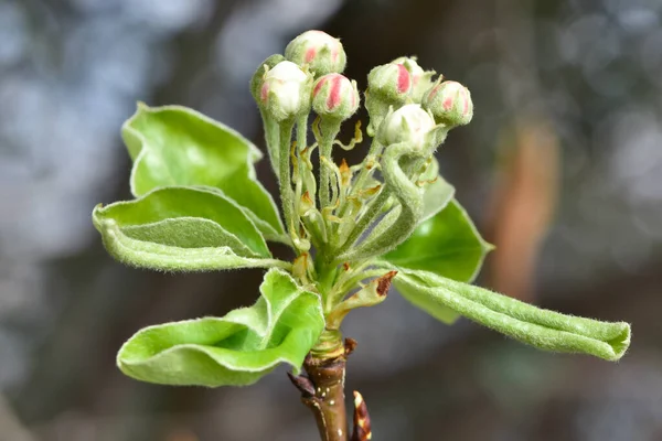 Wilde Fruitbomen Wilde Perenbomen — Stockfoto