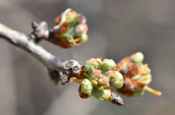 wild fruit trees and wild pear tree flowers