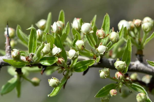 wild fruit trees and wild pear tree flowers