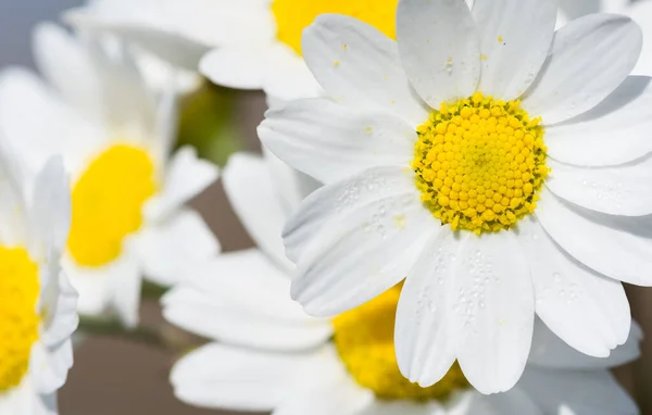 Λευκό Λουλούδι Μαργαρίτα Στη Φυσική Ζωή — Φωτογραφία Αρχείου
