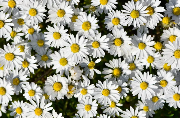 Flor Margarida Branca Vida Natural — Fotografia de Stock