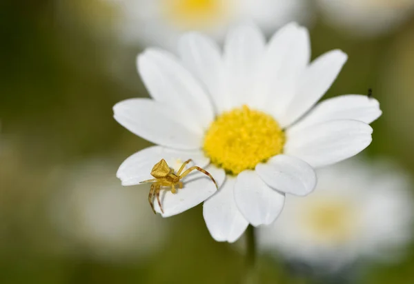 Fleur Marguerite Blanche Dans Vie Naturelle — Photo