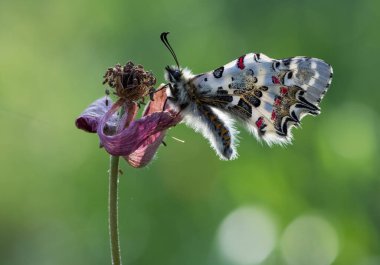 Vahşi yaşam ve doğa kelebeklerinin fotoğrafları.