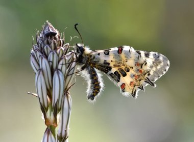 Vahşi yaşam ve doğa kelebeklerinin fotoğrafları.