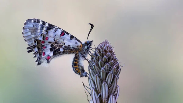 Foto Farfalle Della Fauna Selvatica Della Natura — Foto Stock