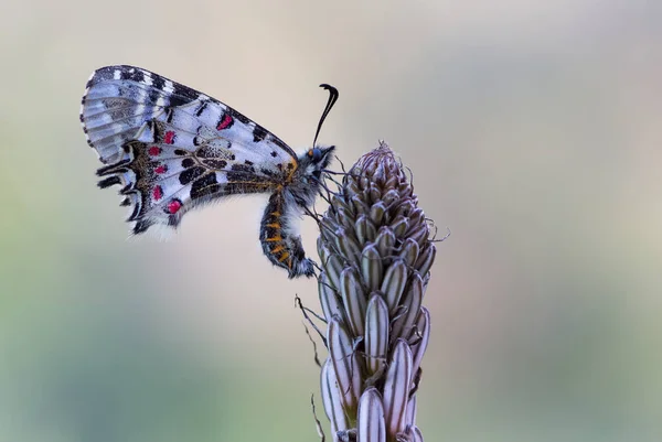 Foto Farfalle Della Fauna Selvatica Della Natura — Foto Stock