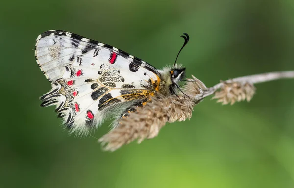 Foto Farfalle Della Fauna Selvatica Della Natura — Foto Stock