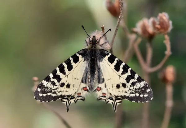 Fotos Von Schmetterlingen Aus Tierwelt Und Natur — Stockfoto