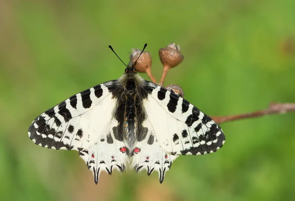 Fotos Von Schmetterlingen Aus Tierwelt Und Natur — Stockfoto