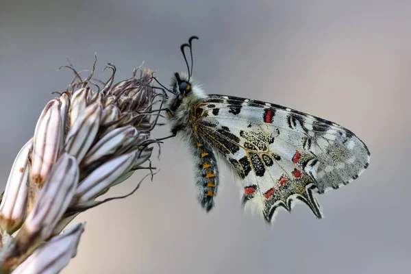 Foto Farfalle Della Fauna Selvatica Della Natura — Foto Stock