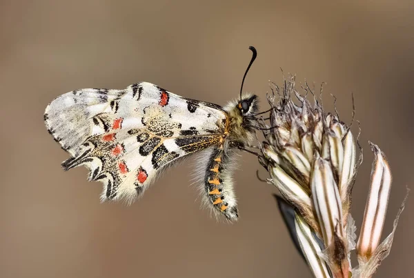 Fotos Von Schmetterlingen Aus Tierwelt Und Natur — Stockfoto