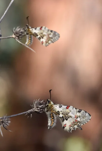 Foto Van Vlinders Uit Het Wild Natuur — Stockfoto