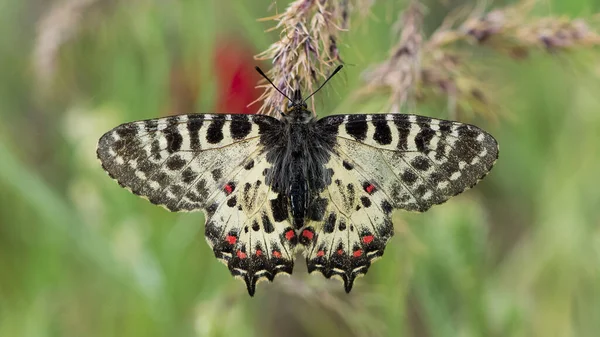 Fotos Von Schmetterlingen Aus Tierwelt Und Natur — Stockfoto