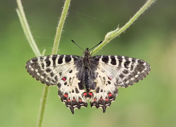 Fotos Von Schmetterlingen Aus Tierwelt Und Natur — Stockfoto