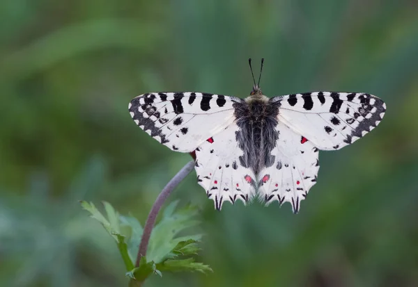 Photos Papillons Faune Nature — Photo