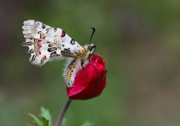 Photos Butterflies Wildlife Nature — Stock Photo, Image