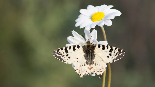Photos Butterflies Wildlife Nature — Stock Photo, Image