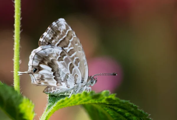 Fotos Von Schmetterlingen Aus Tierwelt Und Natur — Stockfoto