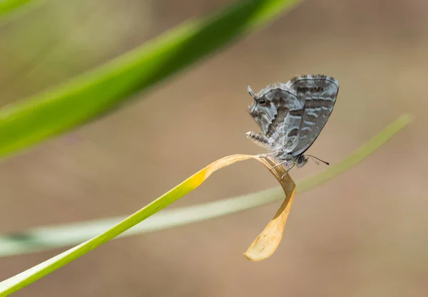 Fotos Von Schmetterlingen Aus Tierwelt Und Natur — Stockfoto