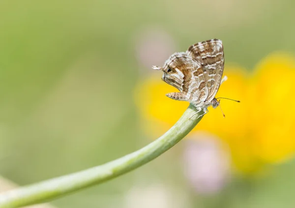 Pillangók Fotói Vadvilágból Természetből — Stock Fotó