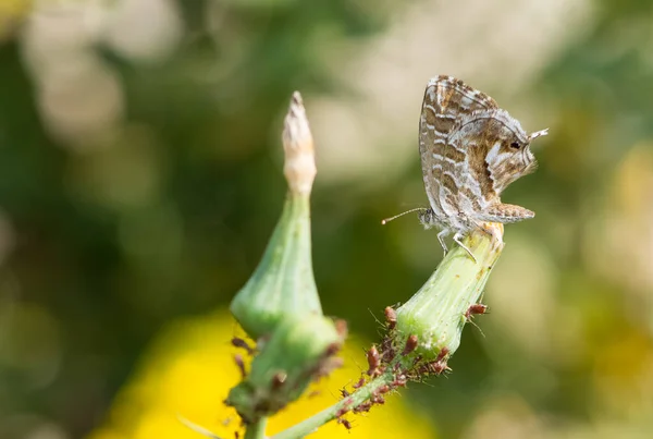 Photos Papillons Faune Nature — Photo