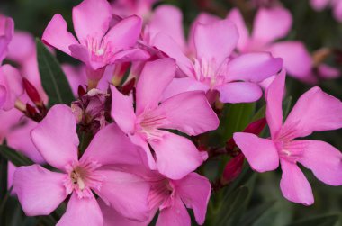 Pembe zakkum çiçeği makro fotoğrafları