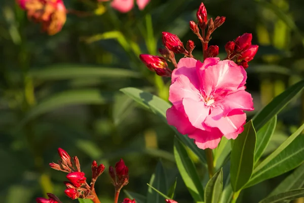 Pembe Zakkum Çiçeği Makro Fotoğrafları — Stok fotoğraf