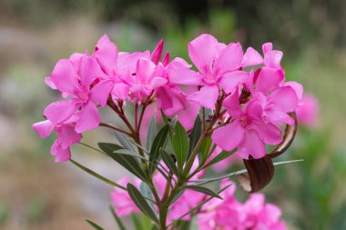 Pembe zakkum çiçeği makro fotoğrafları