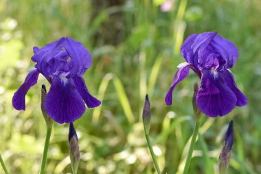 Lily 'nin doğal hayatta çiçek açtığı fotoğraflar.