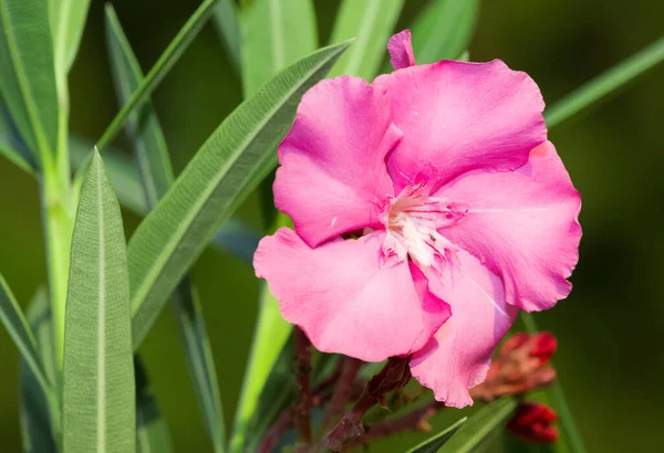 Różowy Oleander Kwiat Makro Zdjęcia — Zdjęcie stockowe