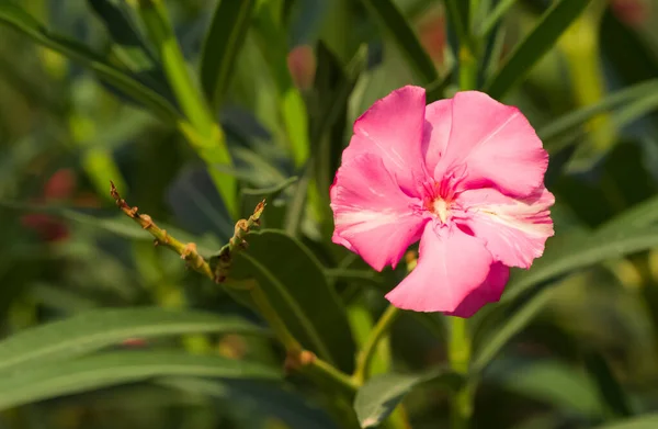 Różowy Oleander Kwiat Makro Zdjęcia — Zdjęcie stockowe