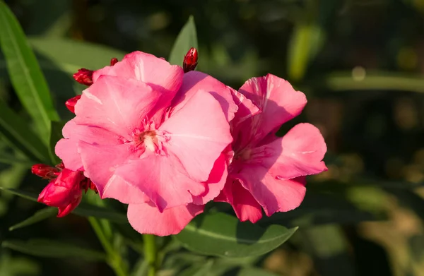 Różowy Oleander Kwiat Makro Zdjęcia — Zdjęcie stockowe