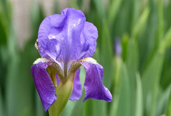 Lily Nin Doğal Hayatta Çiçek Açtığı Fotoğraflar — Stok fotoğraf