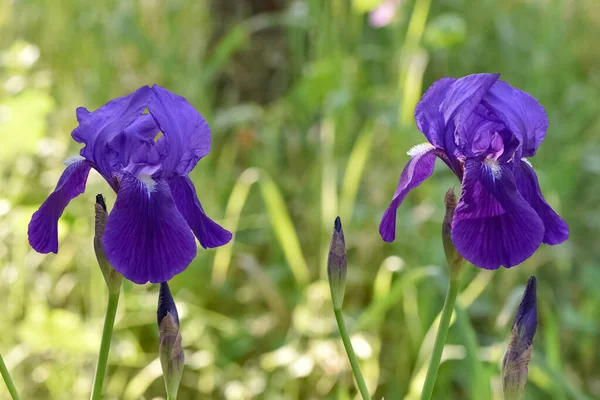 Fotografie Lily Blossom Přirozeném Životě — Stock fotografie