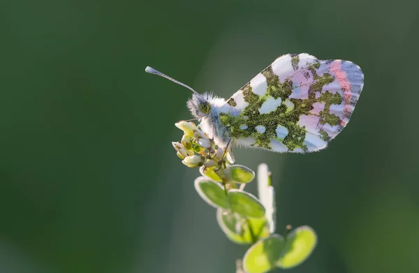 Blumen Und Schmetterlinge Natürlichen Leben — Stockfoto