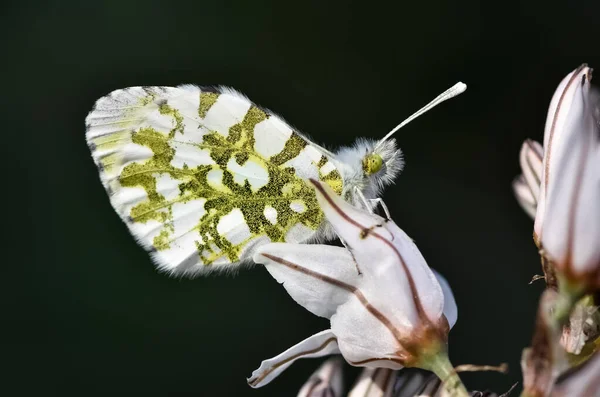 Flowers Butterfly Natural Life — Stock Photo, Image