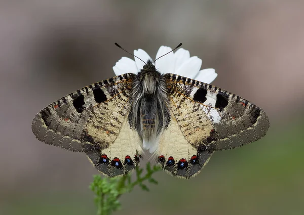 Fotos Von Blumen Und Schmetterlingen Natürlichen Leben — Stockfoto